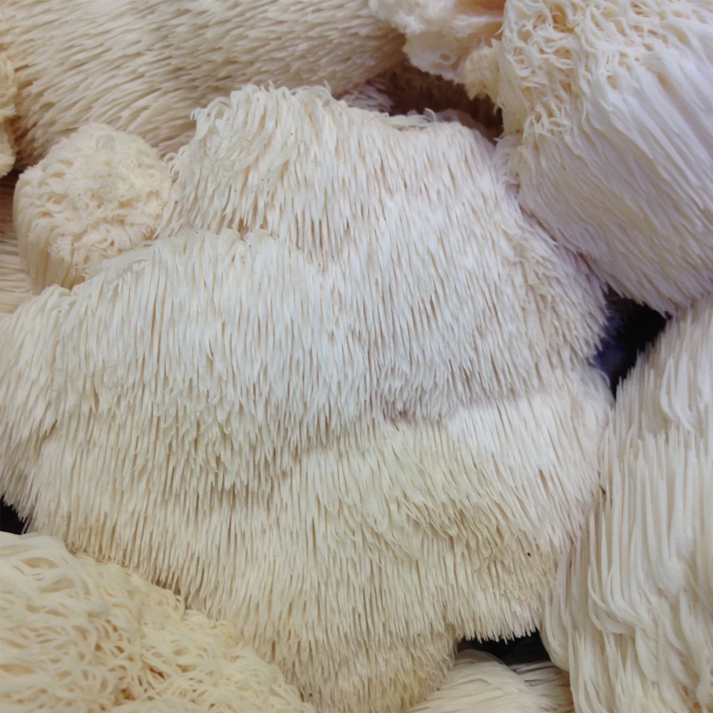 Lion's Mane Mushroom by Ascent Nutrition - Image 3