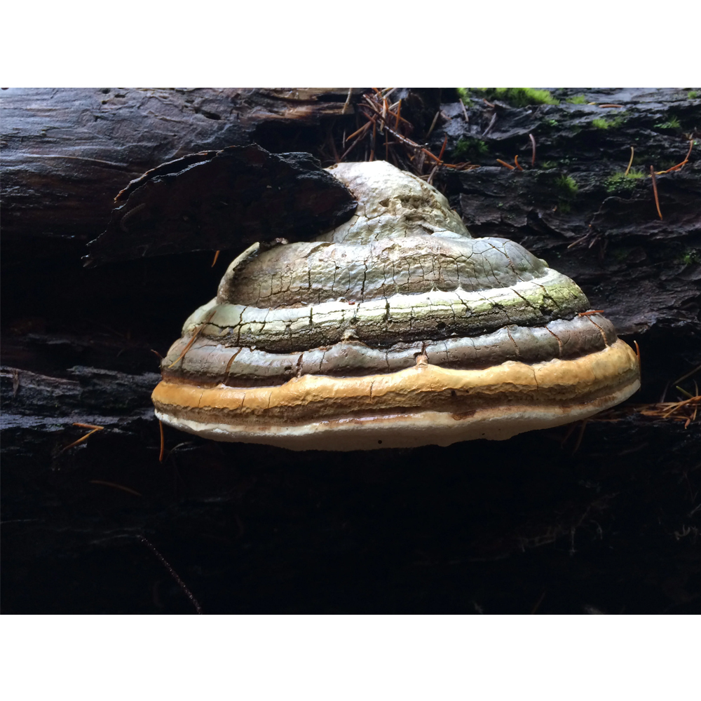 Agarikon Mushroom by Ascent Nutrition - Image 3