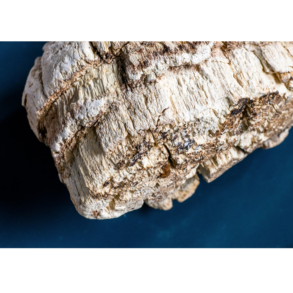 Agarikon Mushroom by Ascent Nutrition - Image 4
